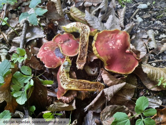 Hortiboletus rubellus