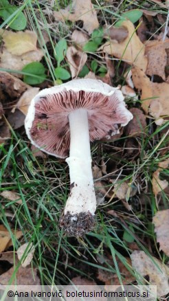 Agaricus campestris