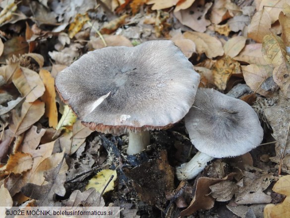 Tricholoma orirubens