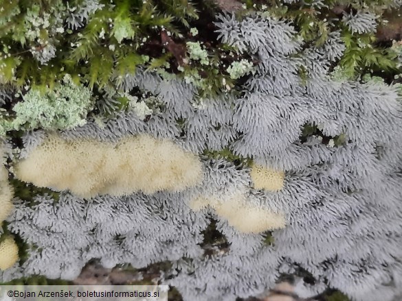 Ceratiomyxa fruticulosa