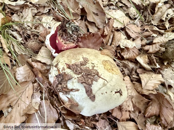 Rubroboletus rhodoxanthus