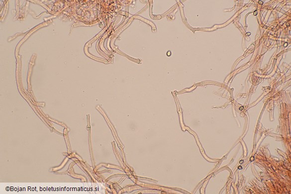 Deconica crobula