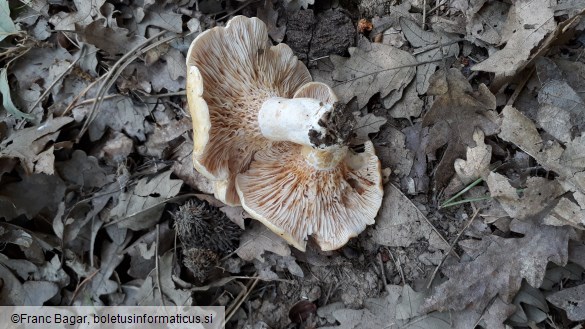 Lactarius acerrimus