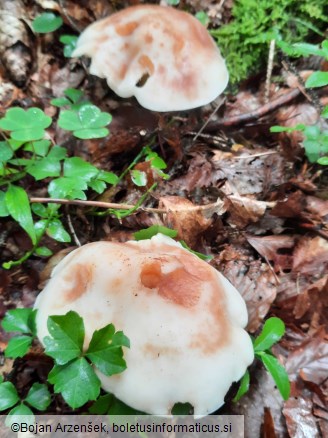 Rhodocollybia maculata