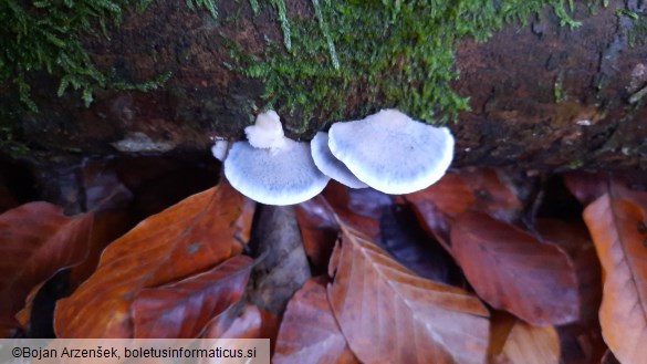 Postia caesia