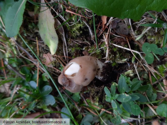 Helvella elastica