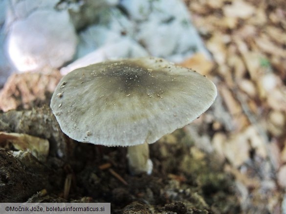 Pluteus primus