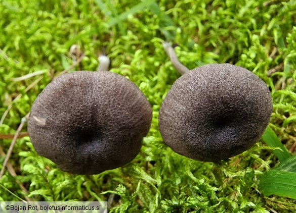 Entoloma violaceoserrulatum