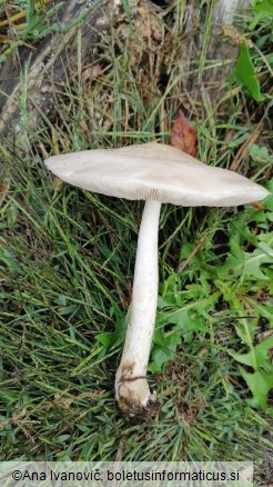 Pluteus inquilinus