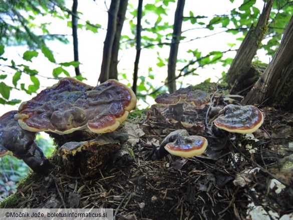 Ganoderma carnosum