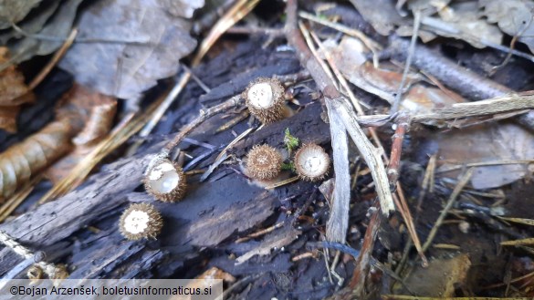 Cyathus striatus