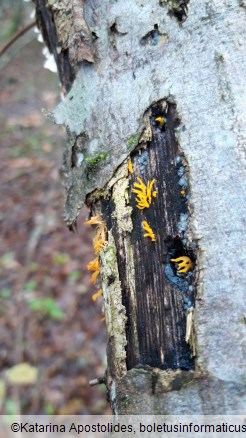 Calocera cornea