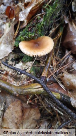 Amanita fulva