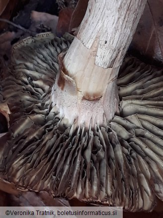Hypholoma lateritium