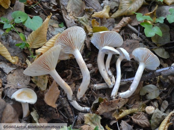 Hygrophorus hedrychii