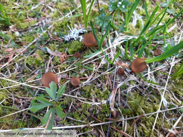 Dumontinia tuberosa