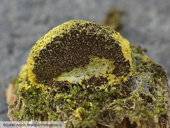 Fuligo septica var. flava