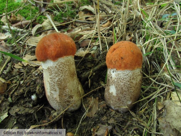 Leccinum aurantiacum