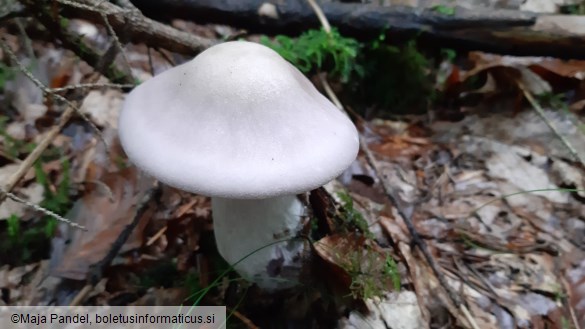 Lepista glaucocana