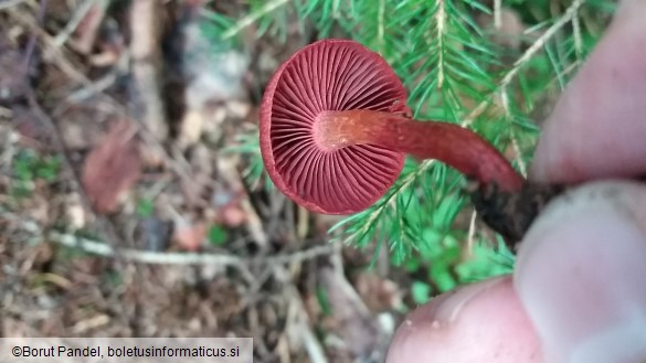 Cortinarius sanguineus