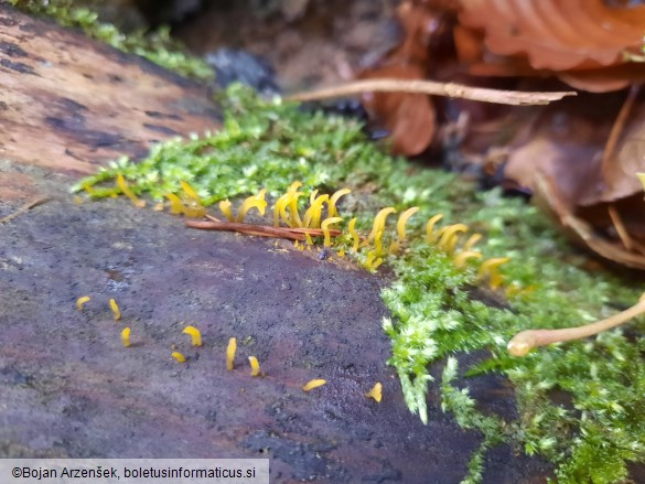 Calocera cornea