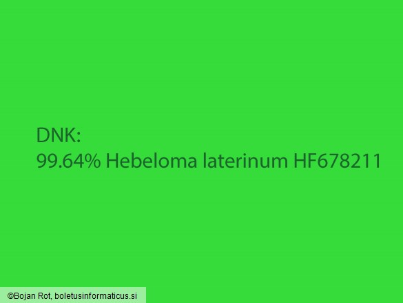 Hebeloma laterinum