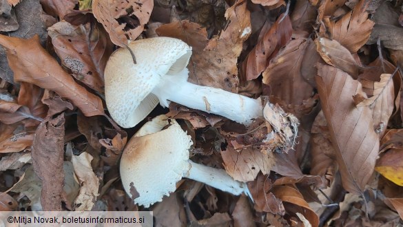 Lepiota ignivolvata