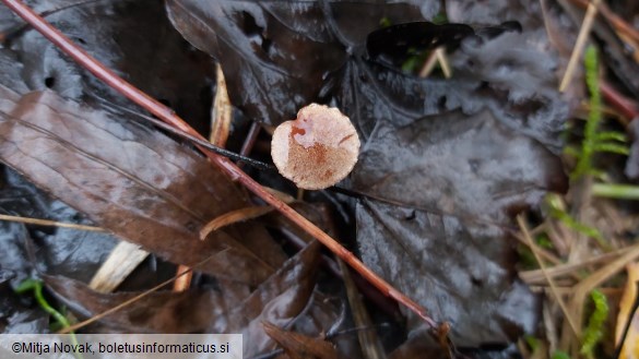 Hebeloma hetieri