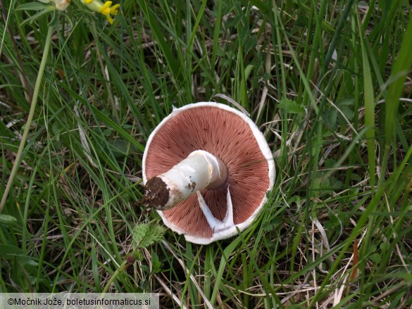 Agaricus campestris