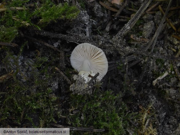 Volvariella taylorii