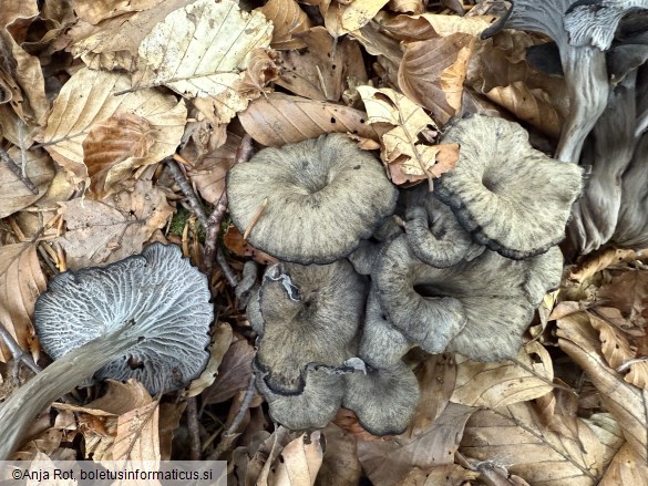 Cantharellus cinereus
