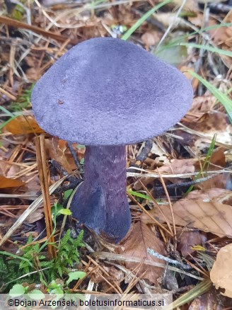 Cortinarius violaceus