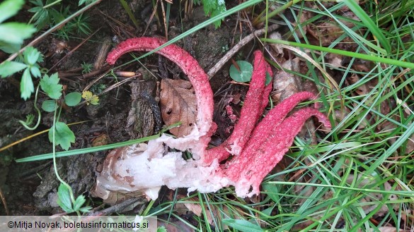 Clathrus archeri