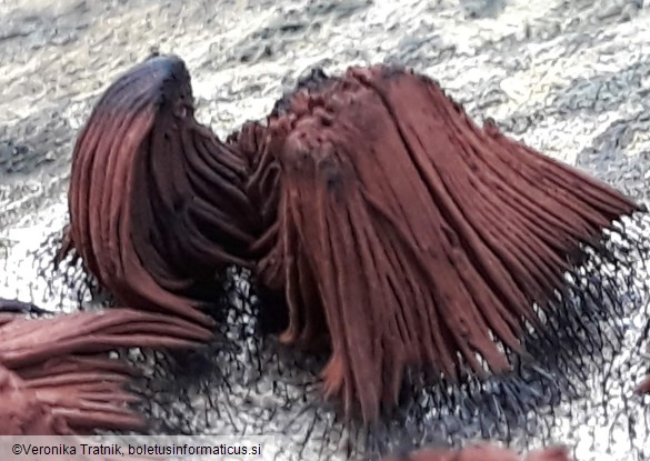 Stemonitis fusca