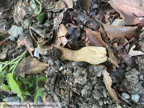 Morchella semilibera