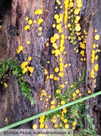 Bisporella citrina