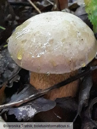 Suillellus luridus