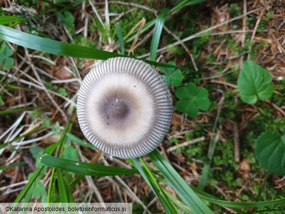 Amanita battarrae