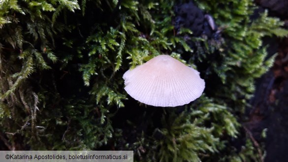 Pluteus exiguus