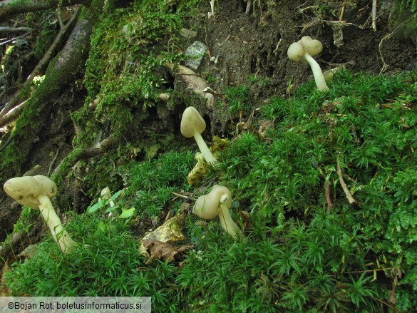 Helvella elastica