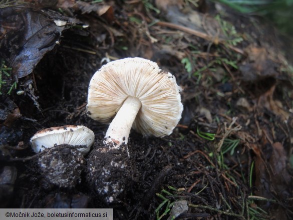 Leucoagaricus cupresseus