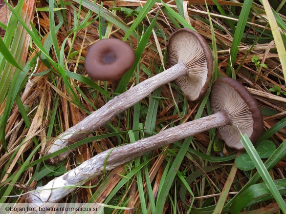 Pseudoclitocybe cyathiformis