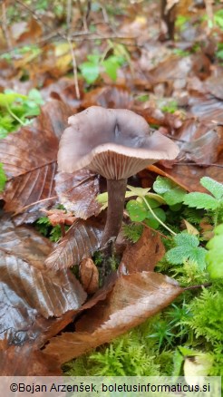 Pseudoclitocybe cyathiformis