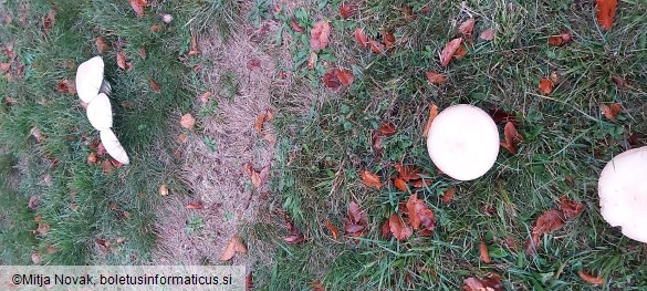 Agaricus urinascens