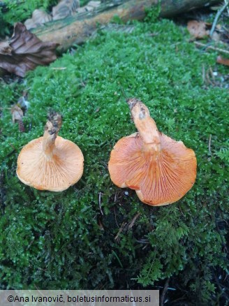 Hygrophoropsis aurantiaca