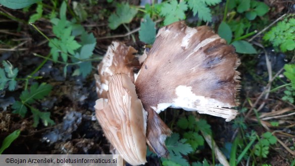 Pluteus atromarginatus