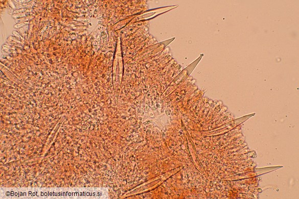 Hohenbuehelia petaloides