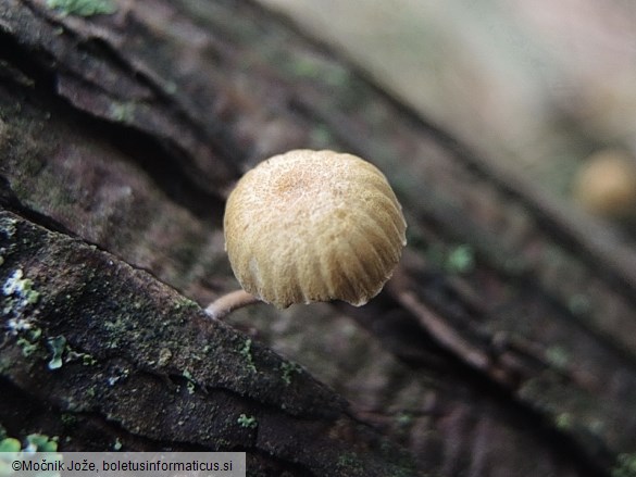 Mycena juniperina