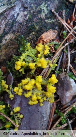 Physarum polycephalum