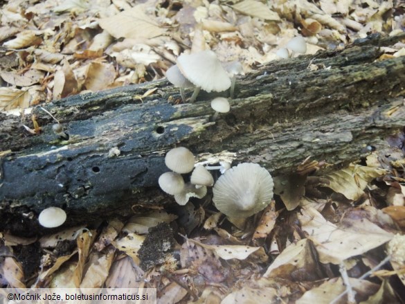 Mycena cinereopileata